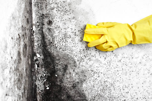 Reliable Hays, NC Mold Removal Solutions