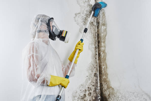 Attic Mold Removal in Hays, NC