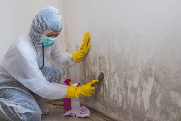 Best Mold Damage Repair  in Hays, NC