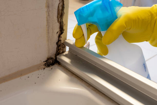 Best Attic Mold Removal  in Hays, NC