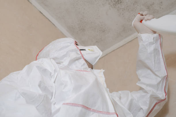 Best Mold Damage Repair  in Hays, NC