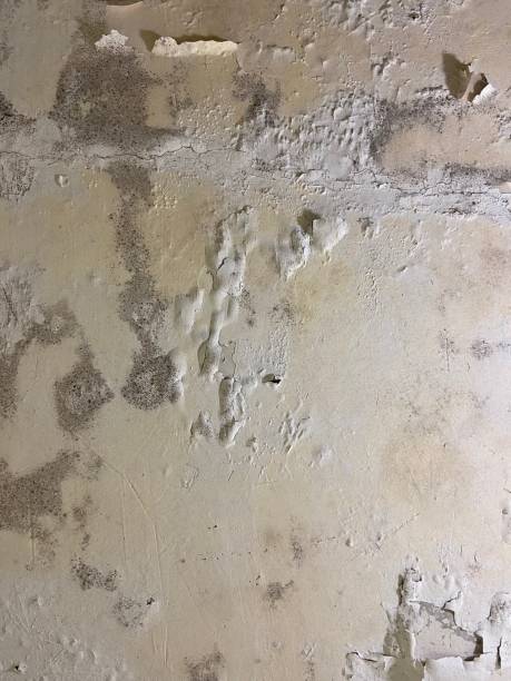 Best Mold Remediation  in Hays, NC